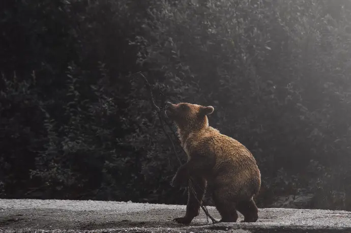 brown bear cub
