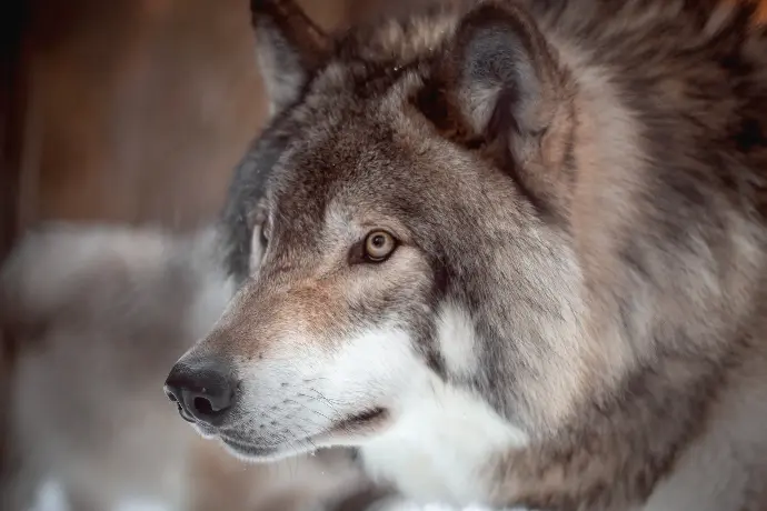 brown and white wolf in tilt shift lens